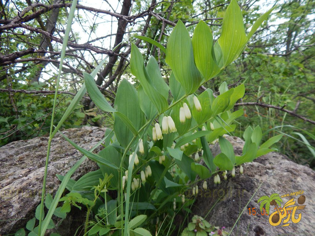 Polygonatum sewerzowii